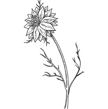 Pleťový olej Černuchový olej 100% Alteya Organics 50 ml