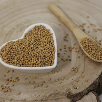 Semeno Hořčice bílá - semeno - Sinapis alba - Semen sinapis 1000 g