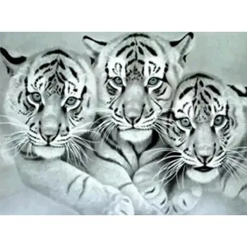 Diamantové malování Diamantové malování/Huacan - Trio tygrů