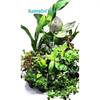 Kolekce rostlin pro: 200-300 litrové akvárium