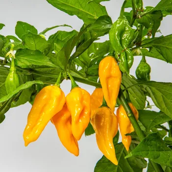 Semeno Chilli Devils Tongue Yellow - Capsicum chinense - osivo chilli - 7 ks