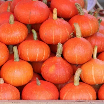 Semeno BIO Dýně Sunshine F1 - Cucurbita maxima - bio osivo dýně - 6 ks