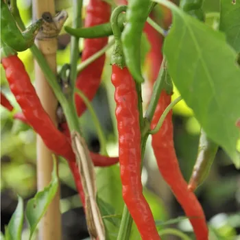 Semeno Chilli Kajenský pepř Thick - Capsicum annuum - osivo chilli - 6 ks