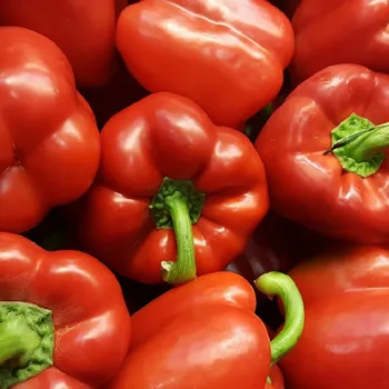 Semeno Paprika červená Babybell - Capsicum annuum - osivo papriky - 8 ks