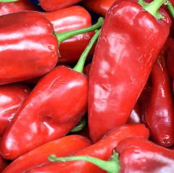 Semeno BIO Paprika Atris F1 - Capsicum Annuum L. - bio osivo papriky - 5 ks