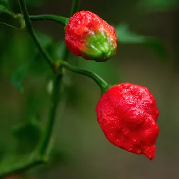 Koření Chilli Trinidad Scorpion Moruga červené - Capsicum sinense - osivo chilli - 5 ks