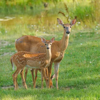 Travní směs Kiepenkerl Krmná směs pro divokou zvěř 1,5 kg
