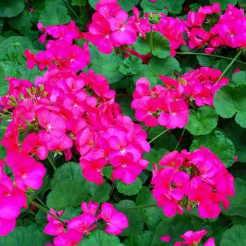 Semeno Muškát páskatý Nekita Deep Rose F1 - Pelargonium zonale - osivo muškátu - 4 ks