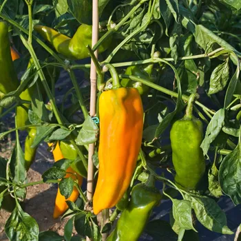 Semeno BIO Paprika Palladio F1 - Capsicum annuum - bio osivo papriky - 5 ks