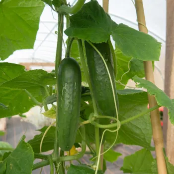 Semeno BIO Okurka salátová Sonja - Cucumis sativus - bio osivo okurky - 5 ks