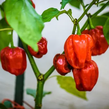 Semeno BIO Chilli Habanero červené - Capsicum chinense - bio osivo chilli - 6 ks