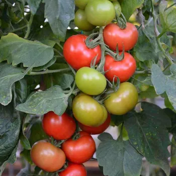 Semeno Rajče Crimson Crush PhR F1 - Solanum lycopersicum - osivo rajčat - 7 ks