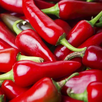 Semeno Chilli Krishna jolokia - Capsicum annuum - osivo chilli - 7 ks