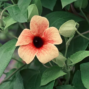 Sazenice Smatovka křídlatá African Sunset - Thunbergia alata - osivo smatovky - 5 ks