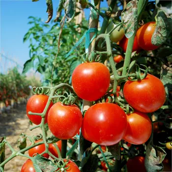 Semeno BIO Rajče Serrat F1 - Solanum lycopersicum - bio osivo rajčat - 5 ks