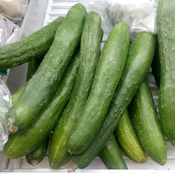Semeno BIO Okurka salátová Kalunga F1 - Cucumis sativus - bio osivo okurky - 4 ks