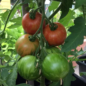 Semeno Rajče Tigerella - Solanum lycopersicum - osivo rajčat - 6 ks