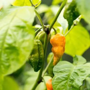 Semeno Chilli Bhut Jolokia žluté - Capsicum chinense - osivo chilli - 5 ks