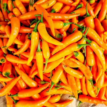 Semeno Chilli Bulharská mrkev - Capsicum annuum - osivo chilli - 6 ks