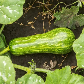 Semeno BIO Cuketa Green Tiger F1 - Cucurbita pepo - bio osivo cukety - 5 ks