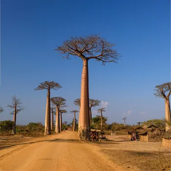 Semeno Baobab grandidieri - Adansonia grandidieri - osivo baobabu - 2 ks