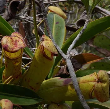 Semeno Láčkovka madagaskarská - Nepenthes madagascariensis - osivo láčkovky - 10 ks