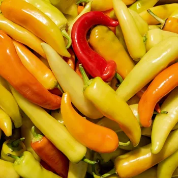 Semeno Chilli Aji Crystal - Capsicum baccatum - osivo chilli - 7 ks