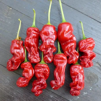 Semeno Chilli Peter Pepper - Capsicum annuum - osivo chilli - 5 ks