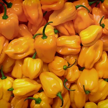 Koření Chilli Trinidad Scorpion Moruga žluté - Capsicum chinense - osivo chilli - 5 ks