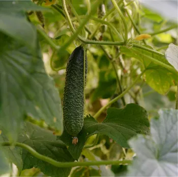 Semeno Okurka nakládačka Diamant F1 - Cucumis sativus - osivo okurky - 8 ks