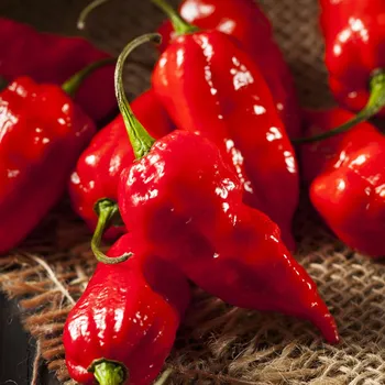 Semeno Chilli Bhut Jolokia - Capsicum chinense - osivo chilli - 5 ks