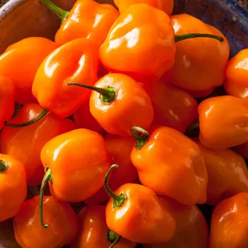 Semeno Chilli Bhut Jolokia oranžové - Capsicum chinense - osivo chilli - 5 ks
