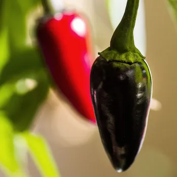Semeno Chilli Black Hungarian - Capsicum annuum - osivo chilli - 6 ks