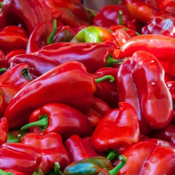 Semeno Paprika Lipari F1 - Capsicum annuum - osivo papriky - 5 ks