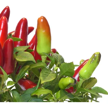 Semeno Chilli Serrano Tampiqueno - Capsicum annuum - osivo chilli - 7 ks