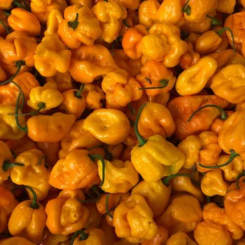 Semeno Chilli 7 Pot Brain Strain žluté - Capsicum chinense - osivo chilli - 6 ks