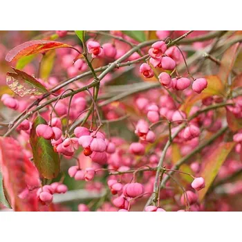 Sazenice Brslen Hamiltonův 'Indian Summer'