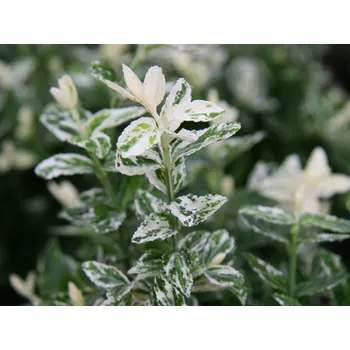 Sazenice Brslen Fortuneův 'Harlequin' Balení: kontejner p9