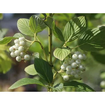 Sazenice Svída výběžkatá 'Flaviramea' Balení: kontejner C12, Tvar: výška 100-125cm