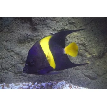 Akvárium Pomacanthus asfur