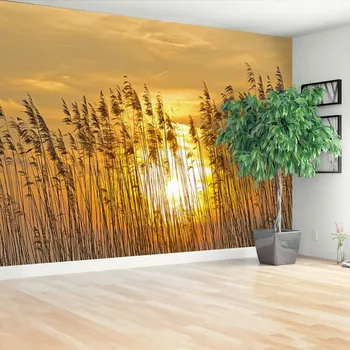 Fototapeta Fototapeta třtina Pole 104x70