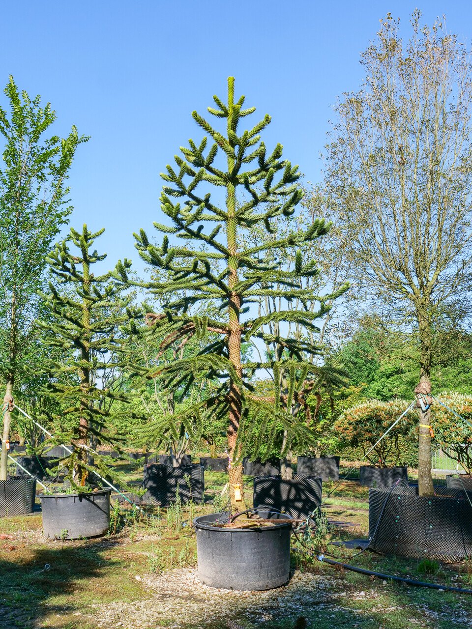 Araucaria araucana - Blahočet čilský 400 - 450 cm, Reg. č.: CZ-2797
