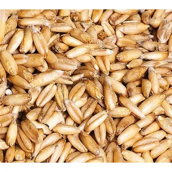 Krmivo pro koně ČR Oves nahý Váha: 1 Kg