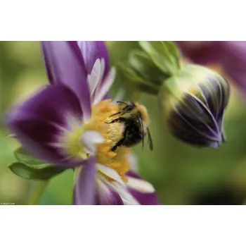 Obraz Plakát Včela na květu bez rámu 30 x 20 cm