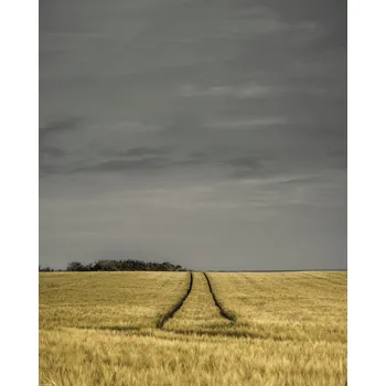 Obraz Plakát Pšeničné pole bez rámu 40 x 50 cm