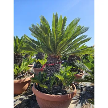 Sazenice Cycas Revoluta - Multikmen - výška 130cm