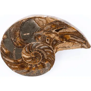 Milujeme Kameny Amonit - zkamenělina AT104 455638