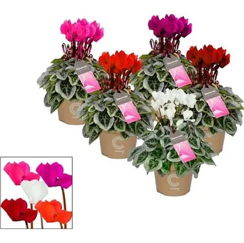 umělá květina Brambořík mix barev