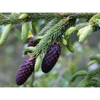Sazenice Smrk li-ťiagenský var. purpurea Balení: bal nebo kontejner, Tvar: výška 175-200cm