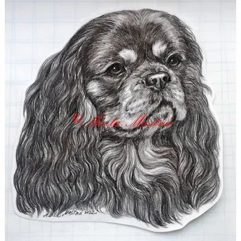 Samolepka kavalír king Charles španěl c649 - Malá - přibližně jako pohlednice